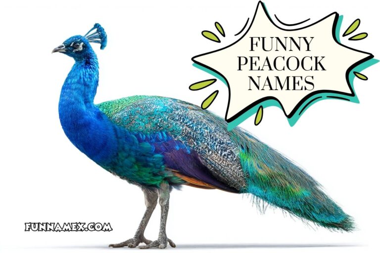 funny peacock names