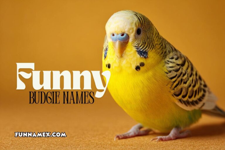 funny budgie names